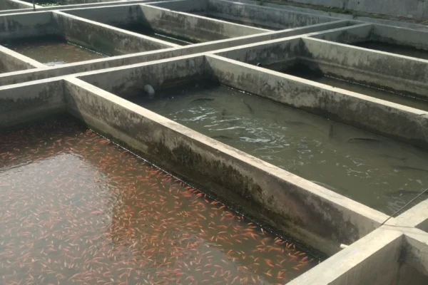 7 Dampak Pemberian Pakan Berlebihan pada Udang