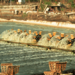 Cara Budidaya Udang Vaname di Daerah Dingin