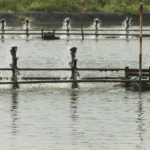 Cara Mengatasi Lumut di Tambak Udang