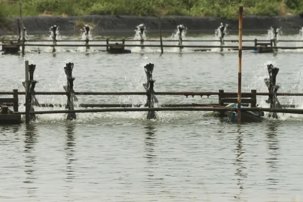Cara Mengatasi Lumut di Tambak Udang