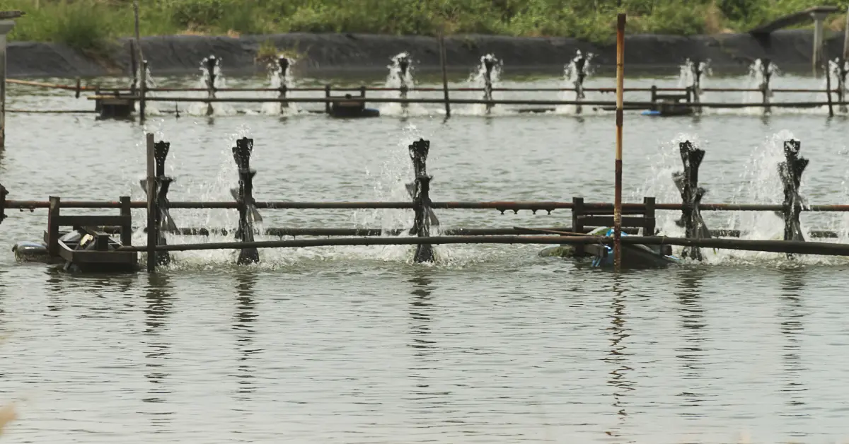 Cara Mengatasi Lumut di Tambak Udang