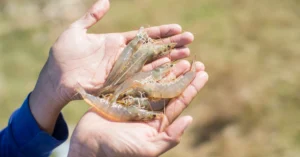 Pemula Wajib Tahu! Cara Budidaya Udang Vaname Skala Kecil