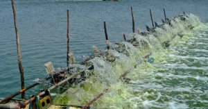 Cara Menghitung Padat Tebar Udang Vaname yang Tepat