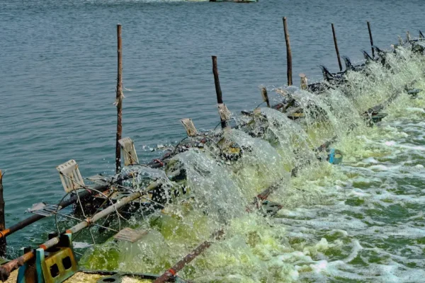 Cara Menghitung Padat Tebar Udang Vaname yang Tepat