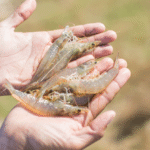 Cara Ampuh Cara Mengatasi Udang Vaname Stress