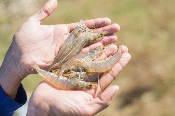 Cara Ampuh Cara Mengatasi Udang Vaname Stress
