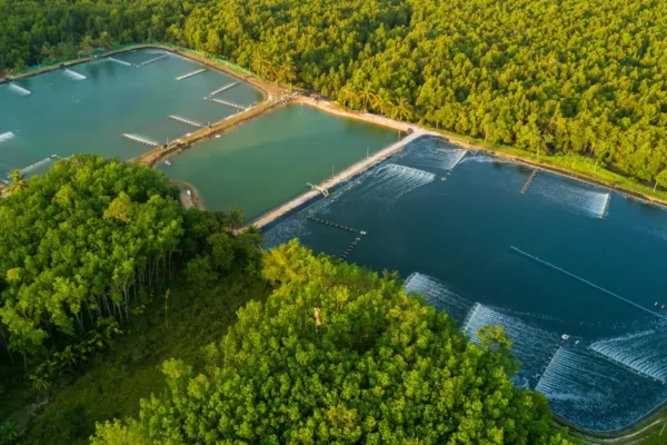 Cara Budidaya Udang Vaname di Daerah Panas