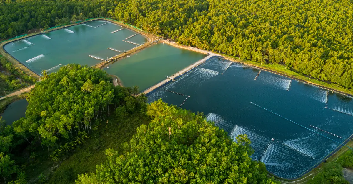Cara Budidaya Udang Vaname di Daerah Panas