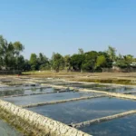 Cara Budidaya Udang Vaname di Tambak Plastik