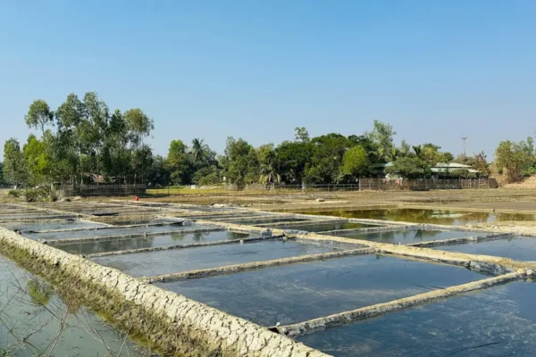 Cara Budidaya Udang Vaname di Tambak Plastik