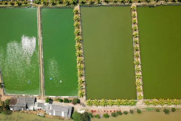 Pentingnya Manajemen Pakan dalam Budidaya Udang