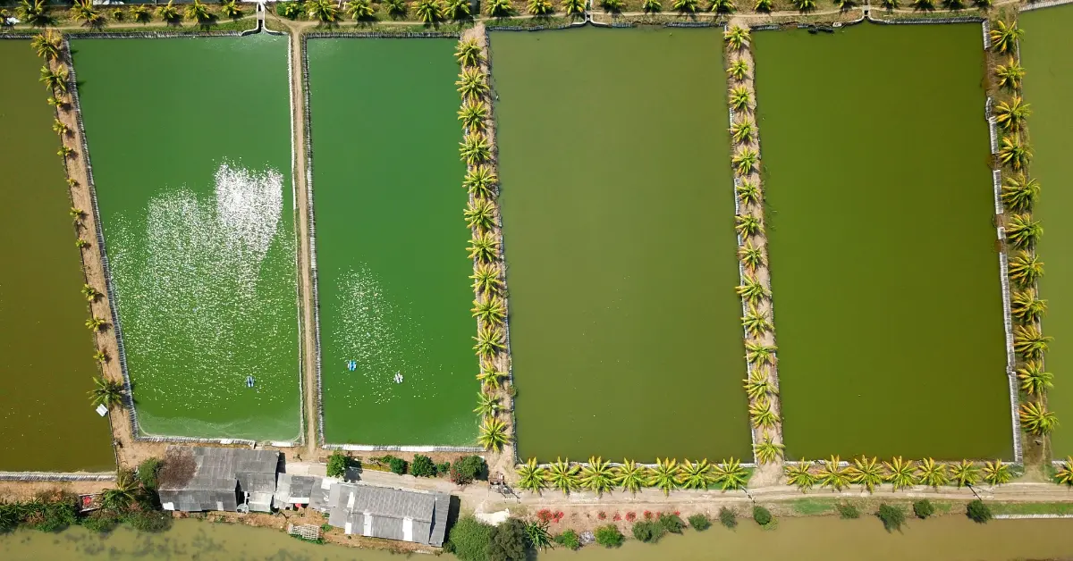 Pentingnya Manajemen Pakan dalam Budidaya Udang