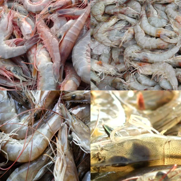 probiotic aquaculture - ekosistem tambak