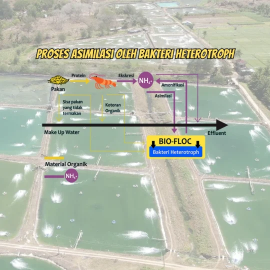 Probiotic aquaculture - Proses Asimilasi, oleh bakteri Heterotroph