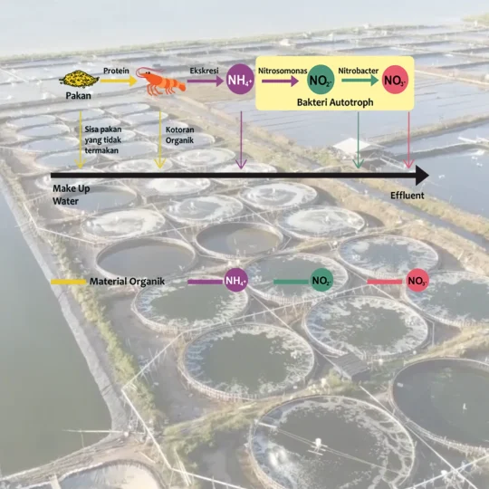 probiotic aquaculture - Proses Nitrifikasi, oleh bakteri Autotroph
